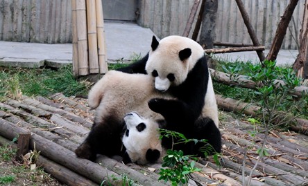 大熊猫繁育研究基地